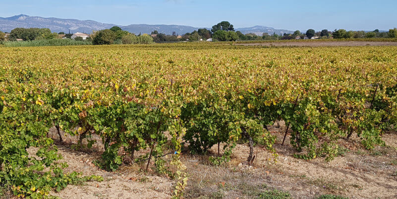 Avant, les vignes Avant, les vignes